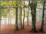 forêt d'automne